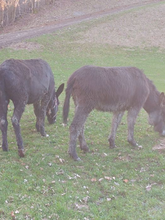 Măgărițe de vânzare