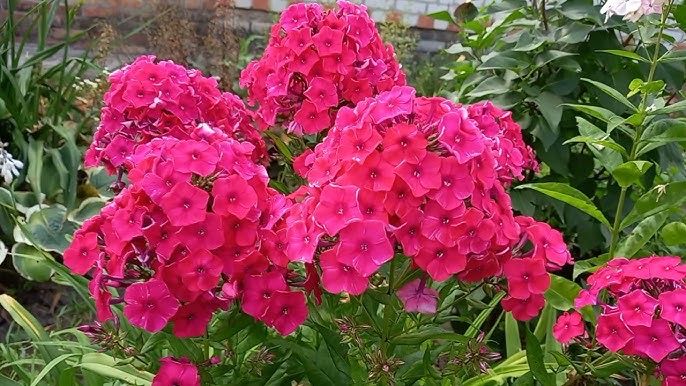 Продам многолетние саденцы цветов
