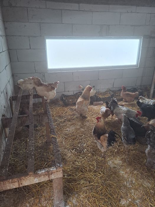 Vând oua pentru incubat