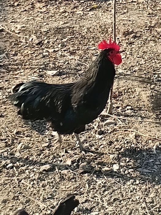 Продам инкубациныие яицо