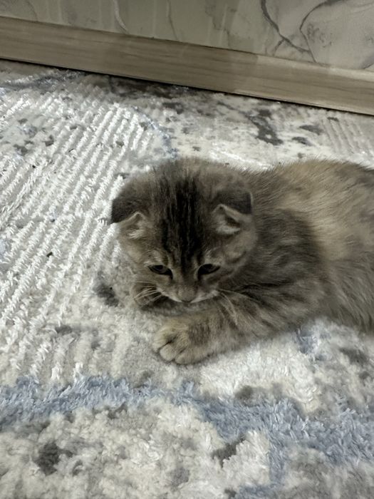 Кошка скоттиш фолд