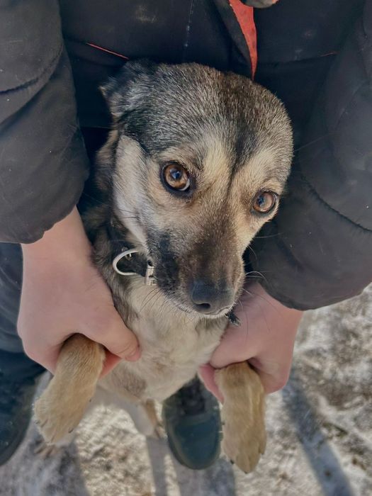 Отдам собачку даром