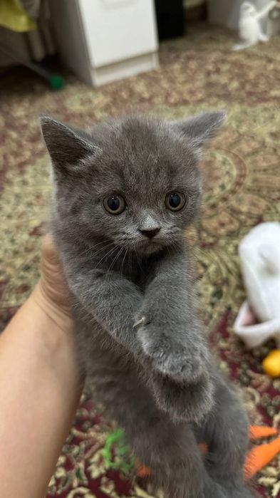 Котята продам срочно