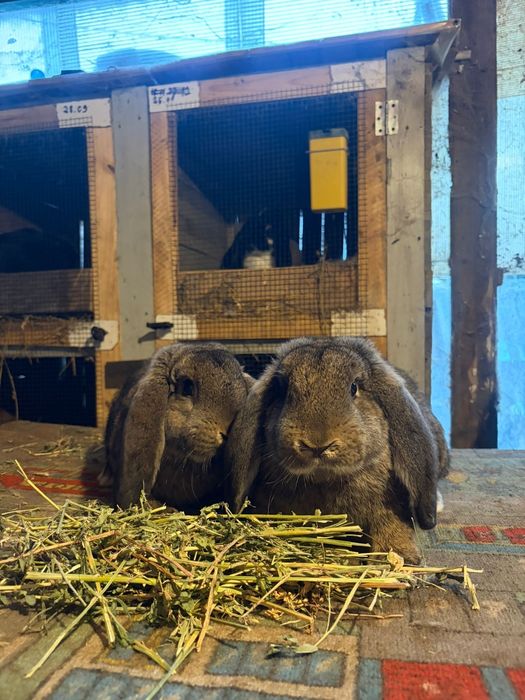 Masculi berbec german