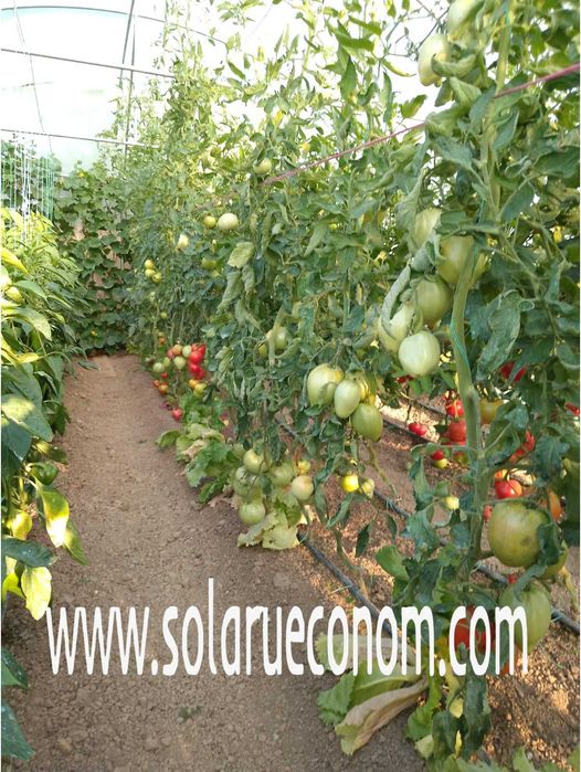 Solar(sera), 4x8 m(32 mp) din țeavă neagră, fară folie, 2767 lei