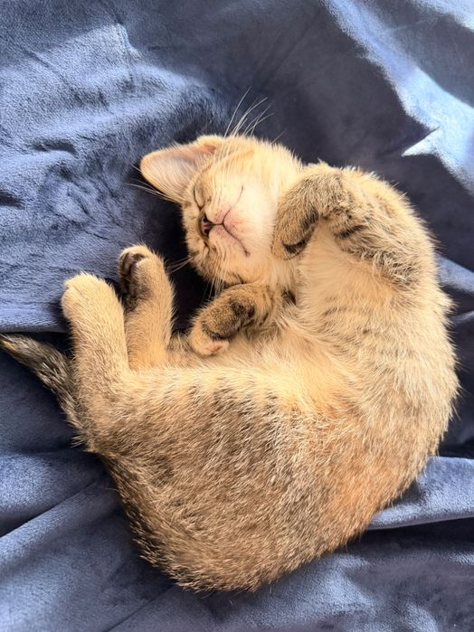 Dau motanel spre adoptie