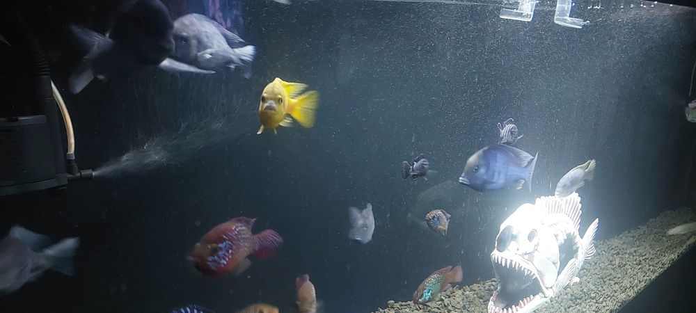 Продам аквариумных рыб