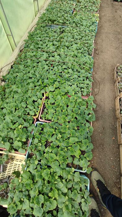 Разсад домати и краставици