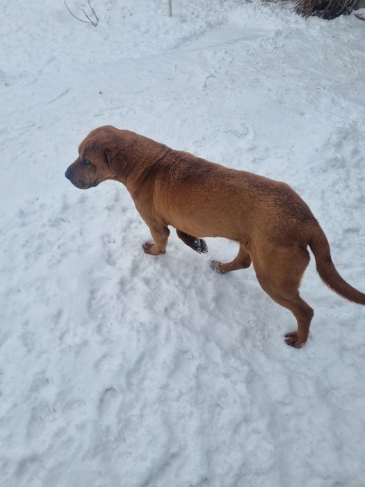 Продам американский шарпеи