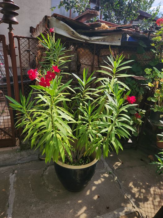 Leandru decorativ ptr gradina sau terasa