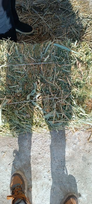 Беда прес 36000 мигдан жойидан 33дан булиши