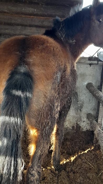 Жеребята полутяжи 4 шт