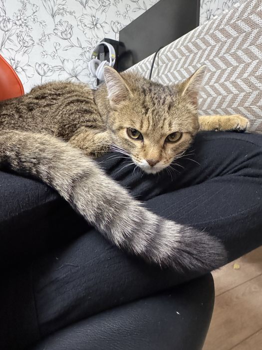 Подобрали в морозы ищем хозяев