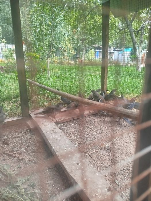 Продам Калифорниских перепелов
