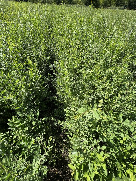 Puieti de salcam, ulm, stejar, paulownia, tei