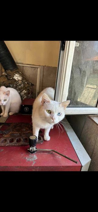 Котки различни породи