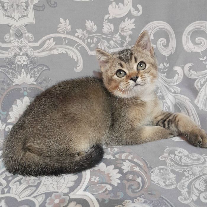 Продаётся 4-х месячный шикарный котёнок шиншилла..