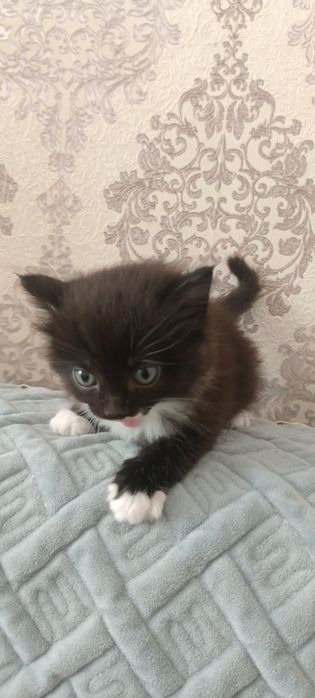 Отдам котят девочки