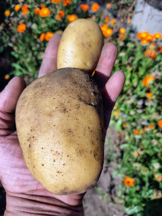 Картофель дачный