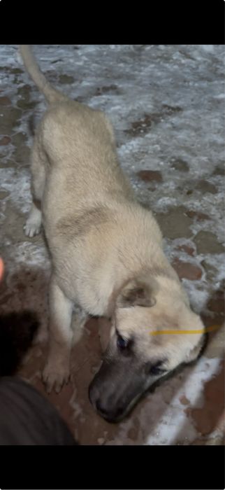 Щенок Турецкий кангал