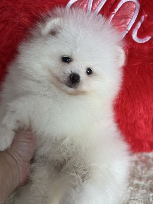 Белые шпицы мишки