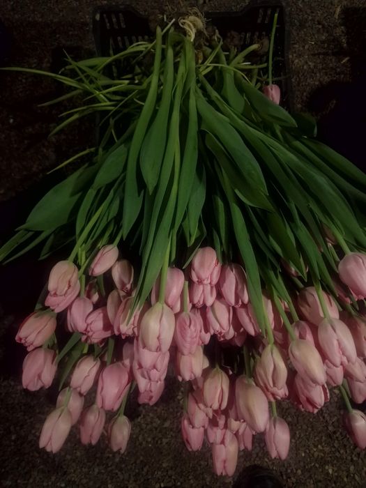 Тюльпаны  премиум качества