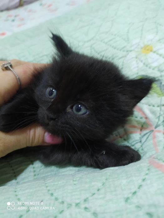 Домашние животные