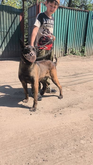 Найден малинуа,кобель.