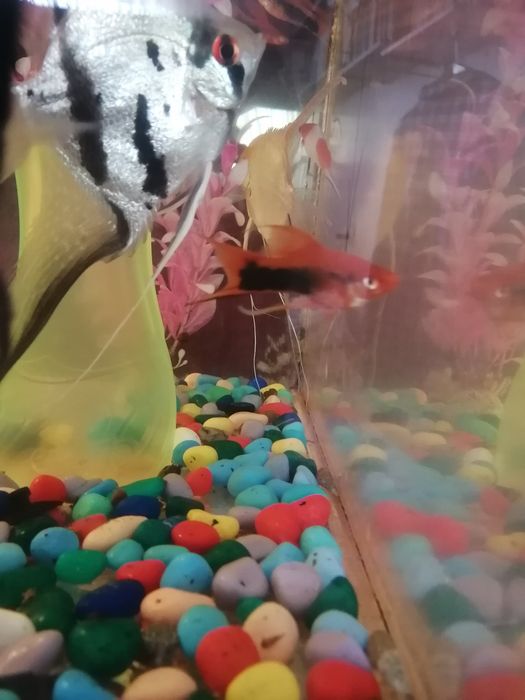 Рыбки меченосцы молодые