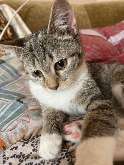 Отдадим даром котенка!