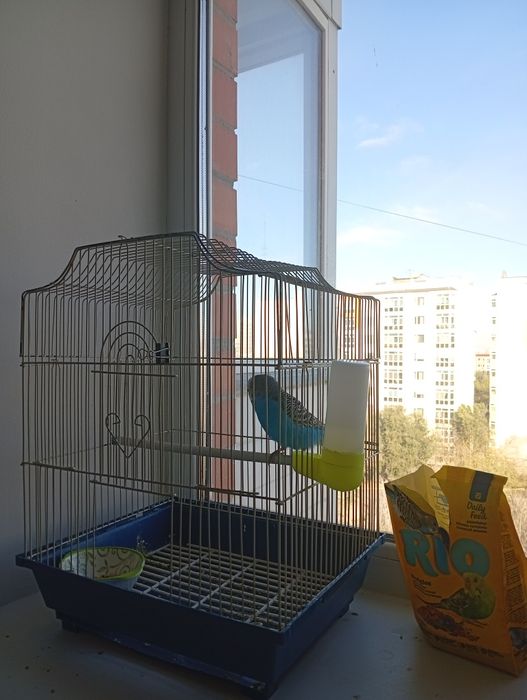 Попугай с клеткой в подарок