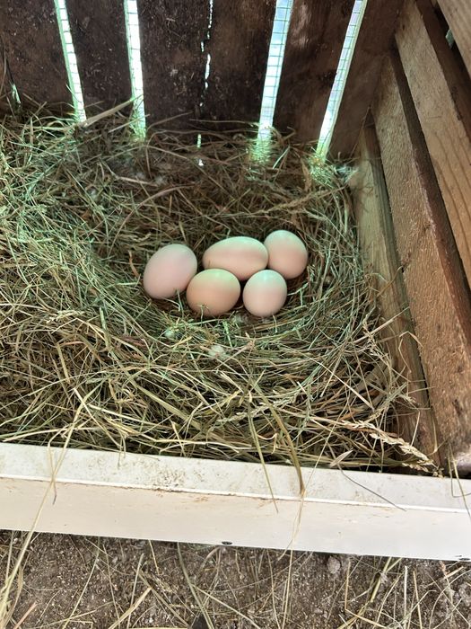 Oua de australorp negru pentru incubat