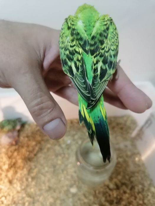 Для ручной. попугаев волнистый и  андурки .волнистый 50 тысяч .