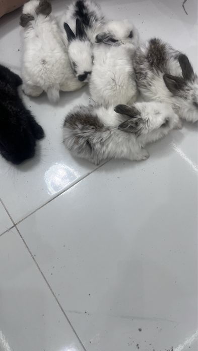 Крочата. Сатылады