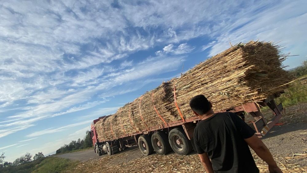 Қамас камыш маты