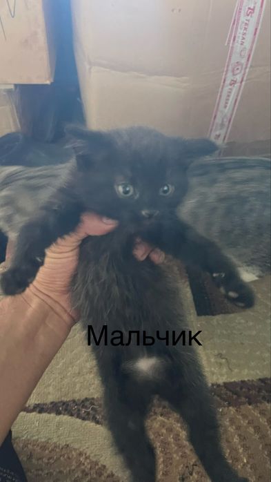Милые котята 2 месяца