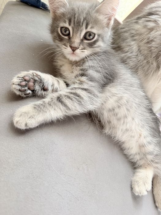 Отдам котят в добрые руки
