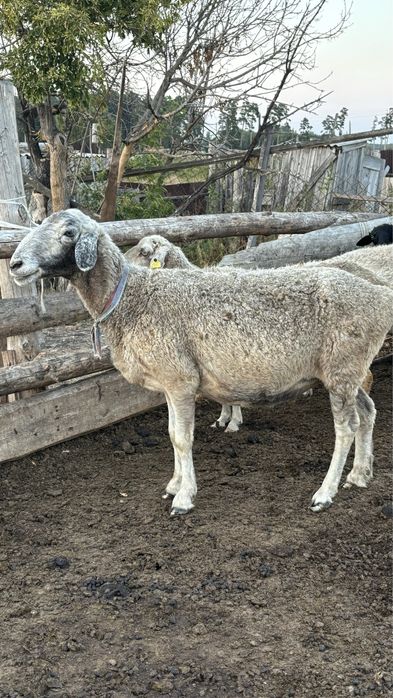 Продам овечку. Торг
