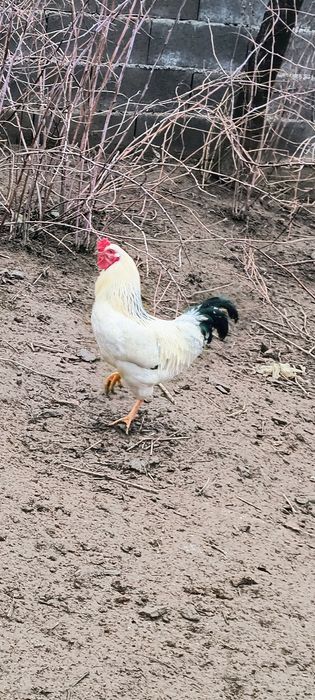 3 cocosi tineri din vară