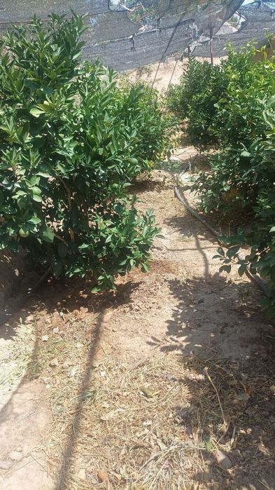 Ховли , участка ер парник сотилади