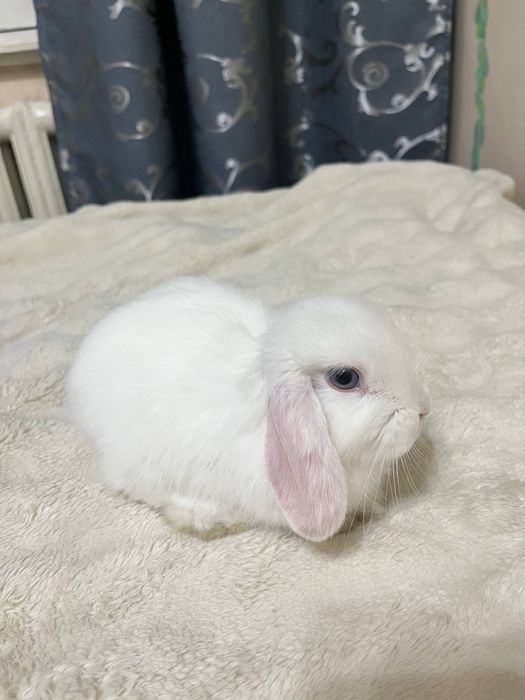 Вислоухий кролик