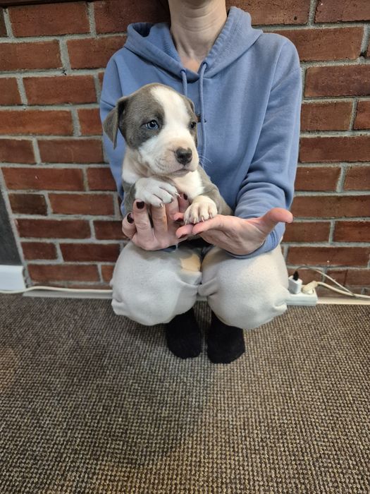 Vând pui Amstaff cu pedigree FCI!