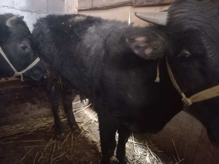 Продам быков, бука