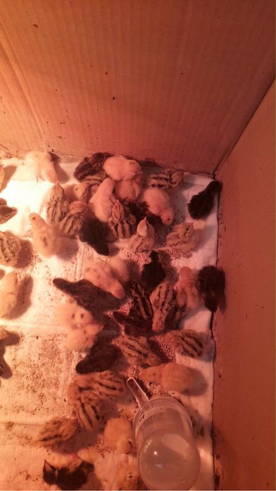 Vand pui prepelita varsta 2-3 zile