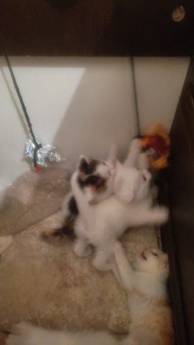 Отдам даром котят месяц