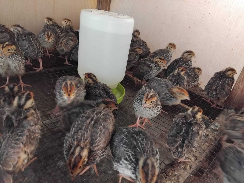 Vând pui de prepeliță – 4 săptămâni