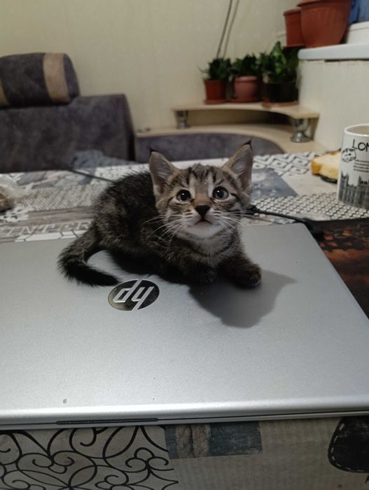 Милые, домашние котята.