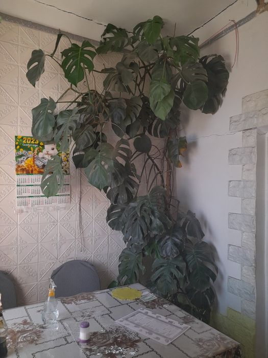 Монстера домашний цветок