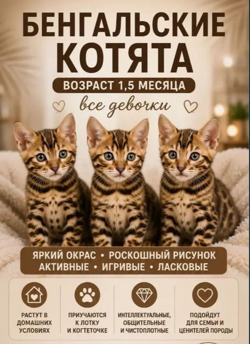 Продаю бенгальских котят