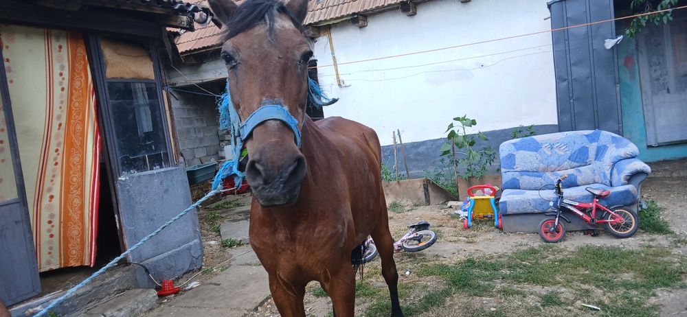 Vand o Iapă de tras urgent negociabil